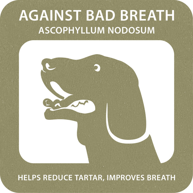 100% SNACK BÂTONNETS - MACCHERONI ASCOPHILLUM